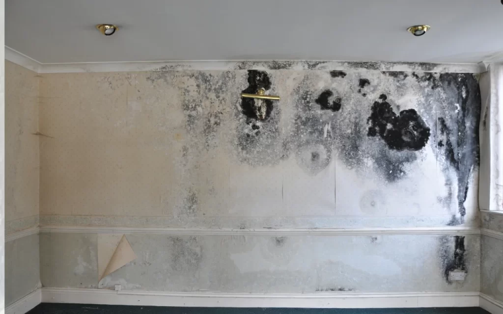 Mould Test to help with my house